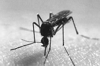 Cellulare scaccia zanzare